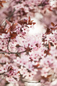 Blood plum in full bloom, Prunus cerasifera, red-leaved cherry plum Blood plum in full bloom, Prunus cerasifera, red-leaved cherry plum